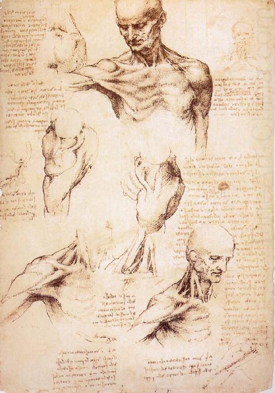 The muscles of Thorax and shoulders in a lebnden person, LEONARDO da Vinci